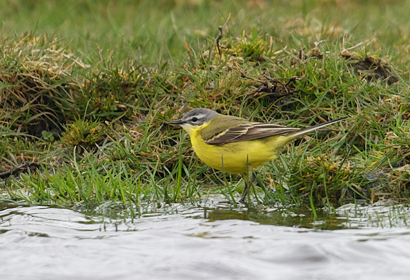 Gulerle u.a. flava - Yellow wagtail (Motacilla flava flava) 2k male.jpg